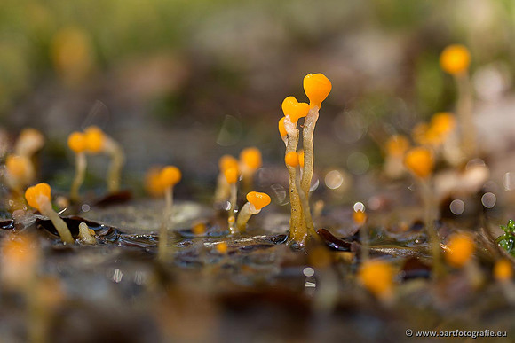 Paddenstoelen, Bart Fotografie-0061