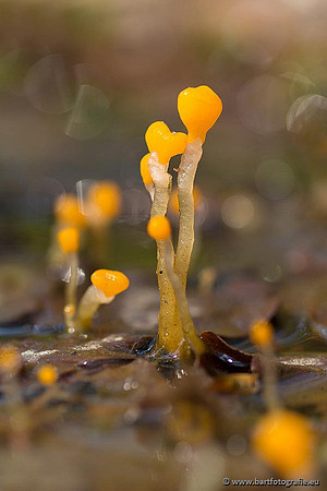 Paddenstoelen, Bart Fotografie-0062