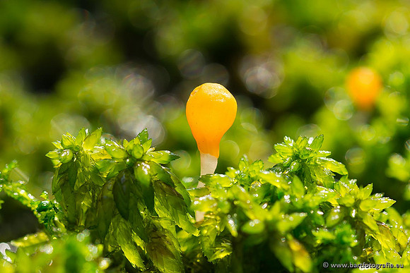 Paddenstoelen, Bart Fotografie-0063