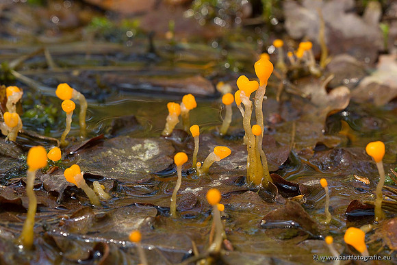Paddenstoelen, Bart Fotografie-0060