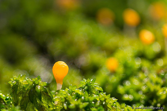 Paddenstoelen, Bart Fotografie-0064