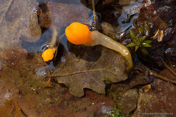 Paddenstoelen, Bart Fotografie-0065