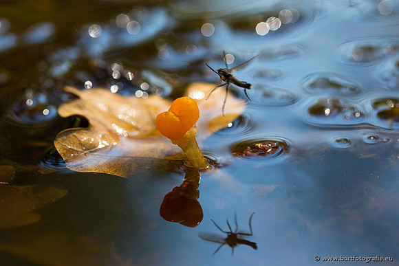 Paddenstoelen, Bart Fotografie-0066