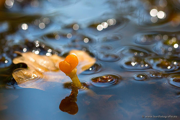 Paddenstoelen, Bart Fotografie-0067