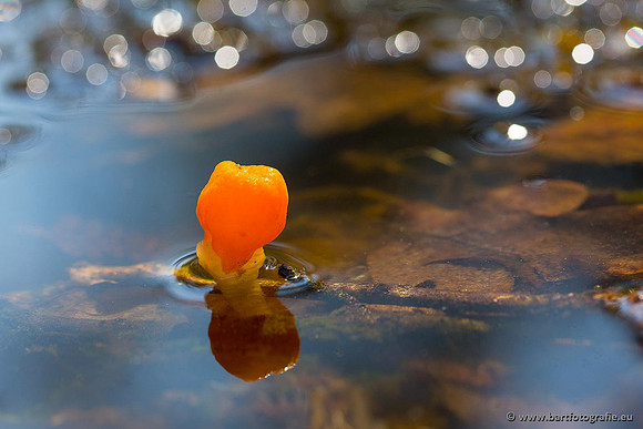 Paddenstoelen, Bart Fotografie-0068