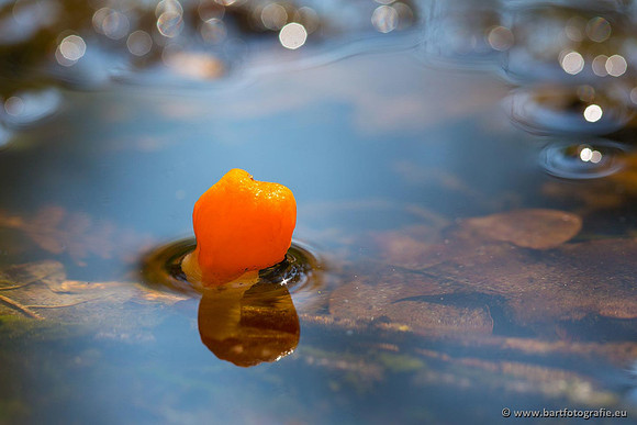 Paddenstoelen, Bart Fotografie-0069
