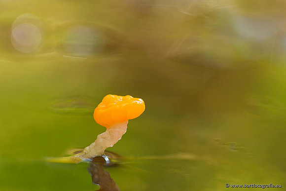 Paddenstoelen, Bart Fotografie-0070