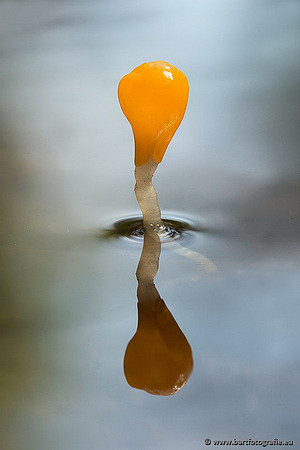 Paddenstoelen, Bart Fotografie-0072