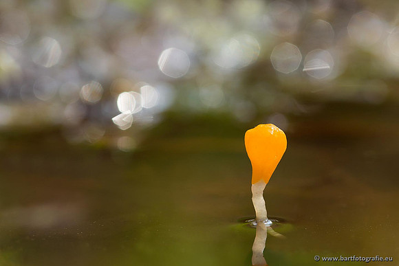 Paddenstoelen, Bart Fotografie-0071