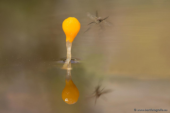 Paddenstoelen, Bart Fotografie-0073