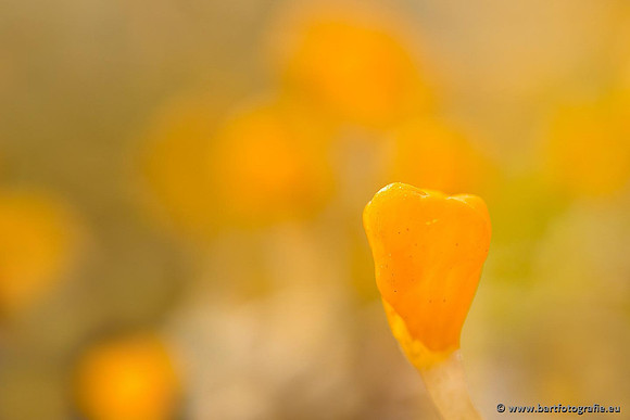 Paddenstoelen, Bart Fotografie-0075