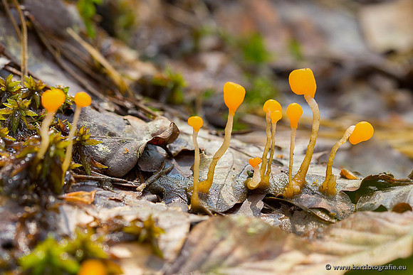 Paddenstoelen, Bart Fotografie-0074