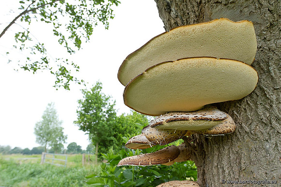 Paddenstoelen, Bart Fotografie-0076