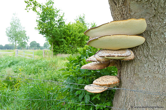Paddenstoelen, Bart Fotografie-0077