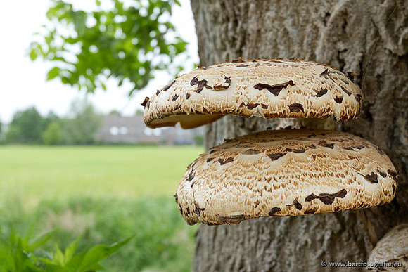 Paddenstoelen, Bart Fotografie-0078