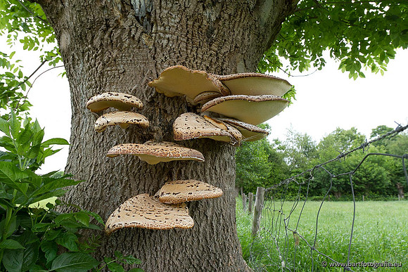 Paddenstoelen, Bart Fotografie-0079