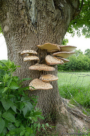 Paddenstoelen, Bart Fotografie-0080
