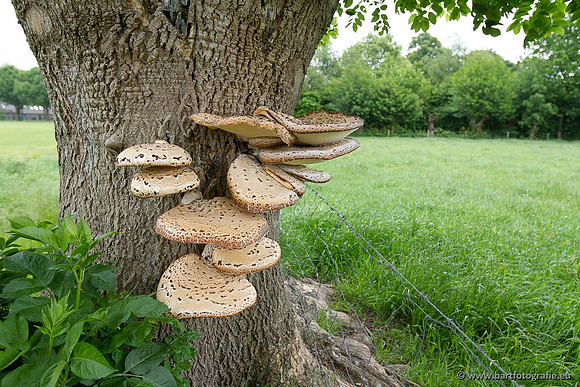 Paddenstoelen, Bart Fotografie-0081