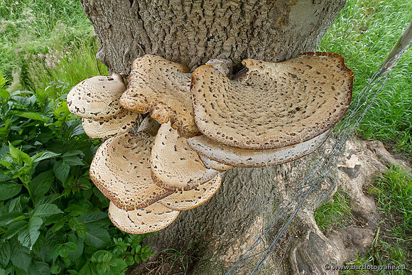 Paddenstoelen, Bart Fotografie-0082