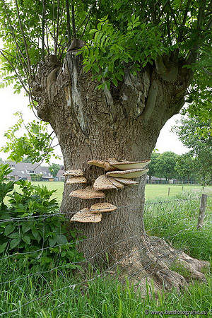 Paddenstoelen, Bart Fotografie-0083