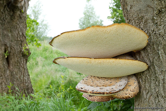 Paddenstoelen, Bart Fotografie-0084