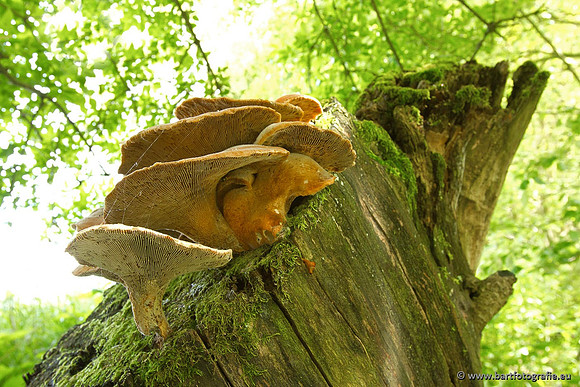 Paddenstoelen, Bart Fotografie-0085