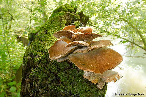 Paddenstoelen, Bart Fotografie-0087