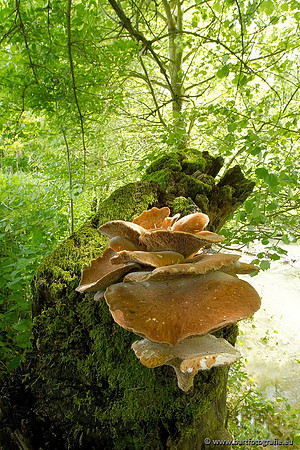 Paddenstoelen, Bart Fotografie-0086