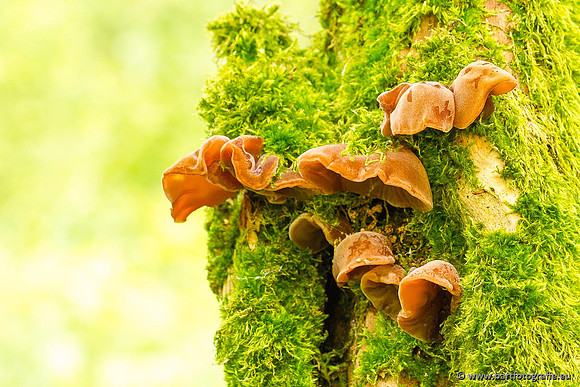 Paddenstoelen, Bart Fotografie-0088