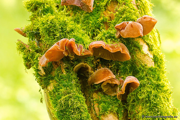 Paddenstoelen, Bart Fotografie-0089