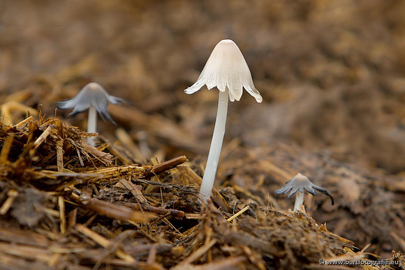 Paddenstoelen, Bart Fotografie-0090