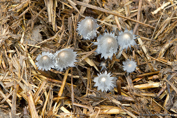 Paddenstoelen, Bart Fotografie-0091