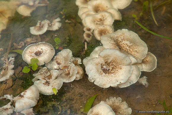 Paddenstoelen, Bart Fotografie-0092