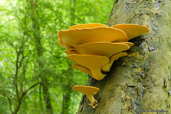 Paddenstoelen, Bart Fotografie-0093