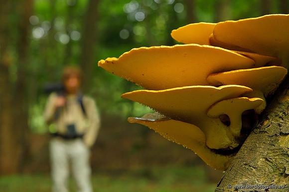 Paddenstoelen, Bart Fotografie-0095