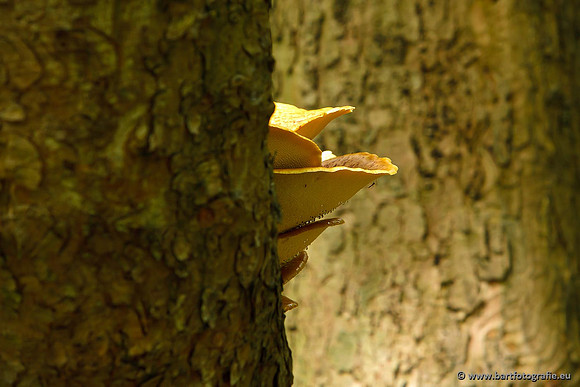 Paddenstoelen, Bart Fotografie-0096