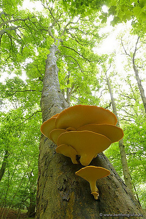 Paddenstoelen, Bart Fotografie-0097