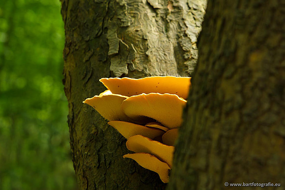 Paddenstoelen, Bart Fotografie-0099