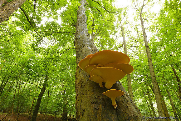Paddenstoelen, Bart Fotografie-0098