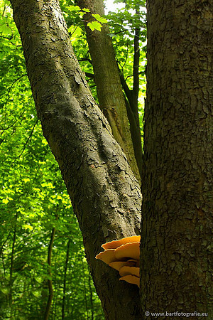 Paddenstoelen, Bart Fotografie-0100