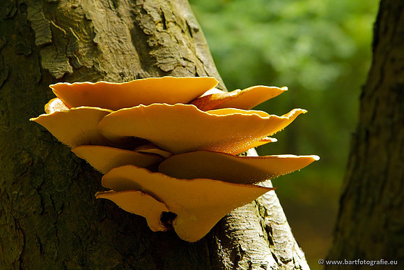 Paddenstoelen, Bart Fotografie-0101