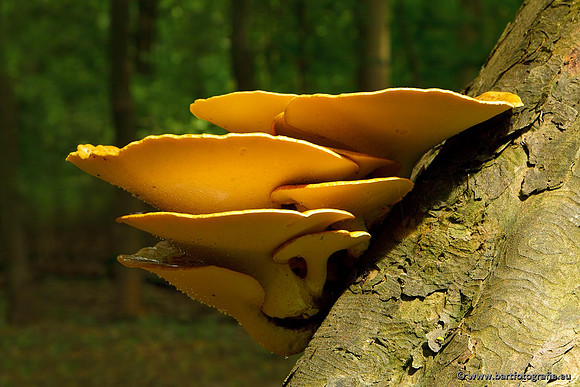 Paddenstoelen, Bart Fotografie-0102