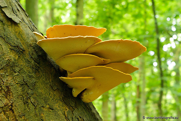 Paddenstoelen, Bart Fotografie-0103