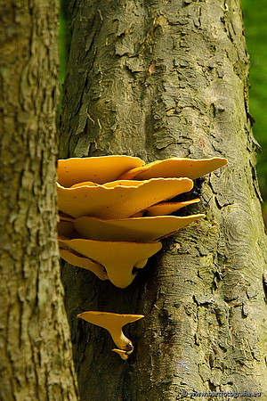 Paddenstoelen, Bart Fotografie-0104