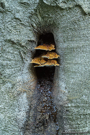 Paddenstoelen, Bart Fotografie-0105