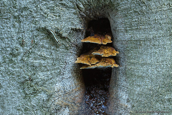 Paddenstoelen, Bart Fotografie-0106