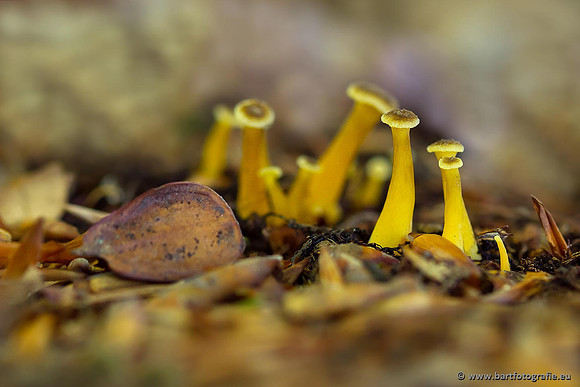 Paddenstoelen, Bart Fotografie-0107