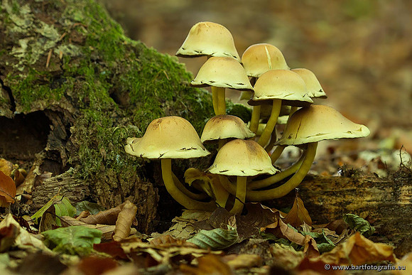 Paddenstoelen, Bart Fotografie-0108