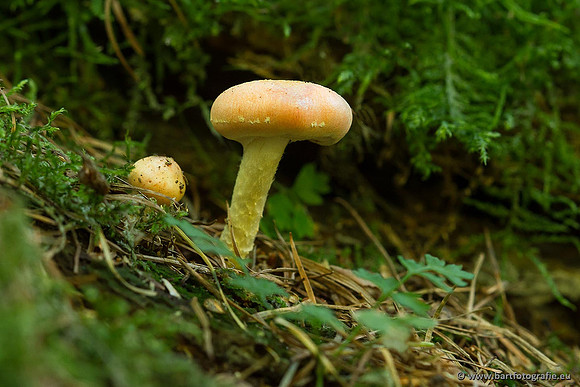 Paddenstoelen, Bart Fotografie-0109