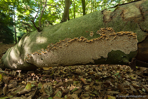 Paddenstoelen, Bart Fotografie-0110